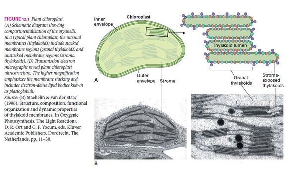 Where does photosynthesis occur in plant? Quora
