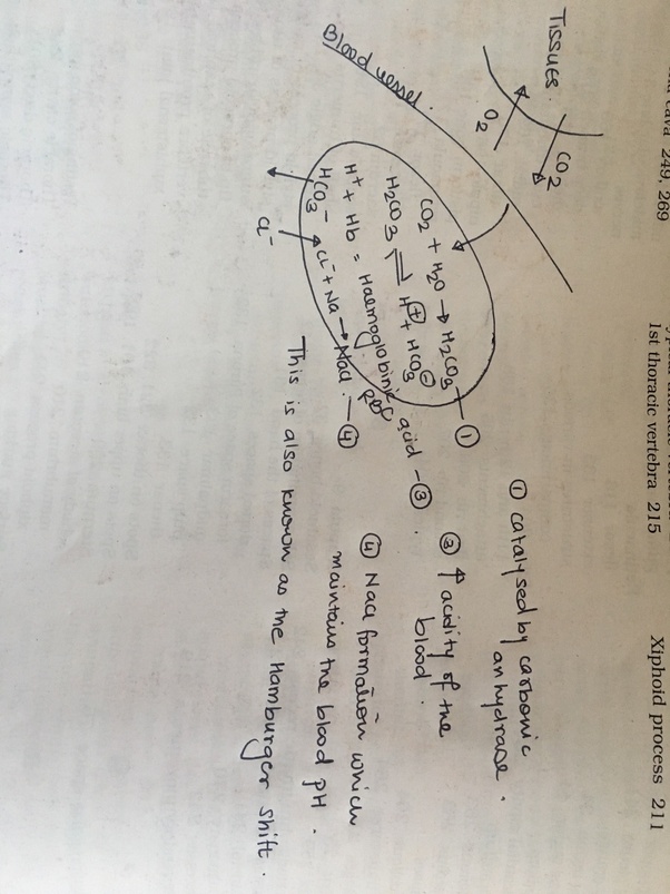 How Fast Does Cellular Respiration Occur quledesign