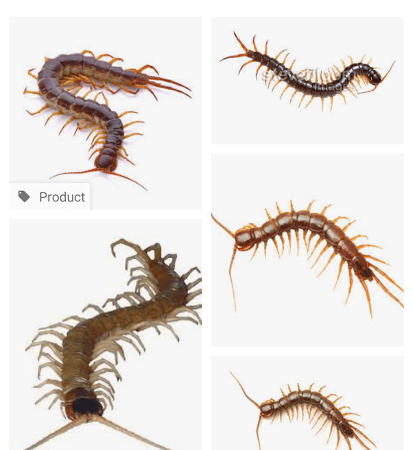 What happens when gom (its Marathi word I don�t know English name