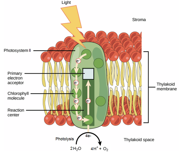 What is the photolysis of water in photosynthesis? Quora