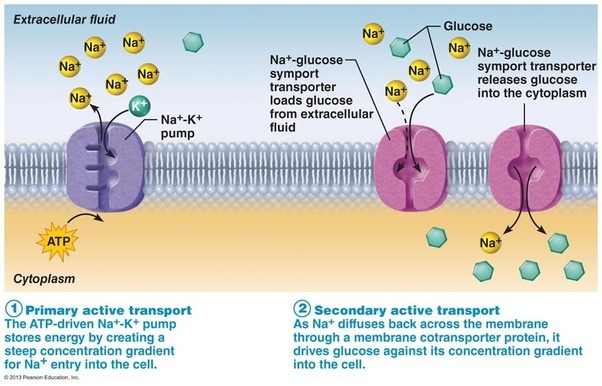 What role does ATP play in the function of active transport pumps and motor proteins such as