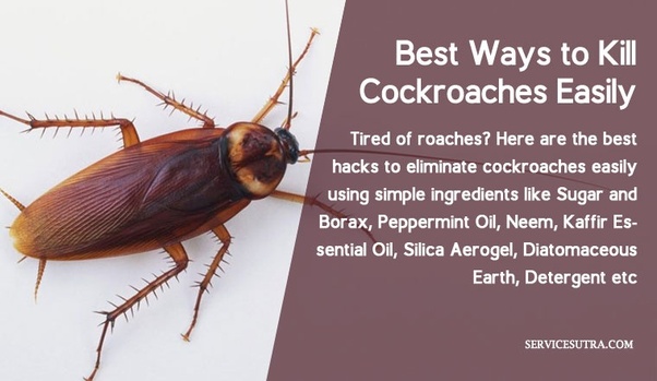How To Get Rid Of German Roaches In The Kitchen Wow Blog