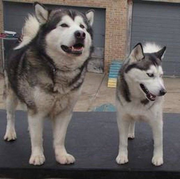 What are the differences between malamutes and huskies, especially if