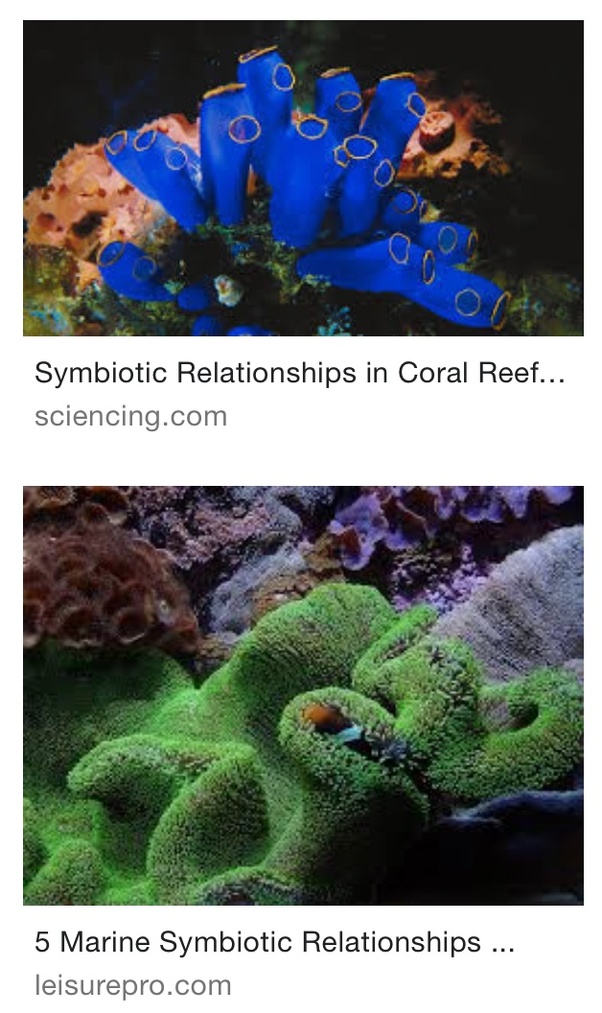 What are some parasitic relationships in the ocean? Quora