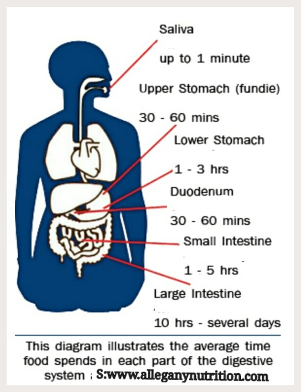 Which food will take long time to get digested? Quora