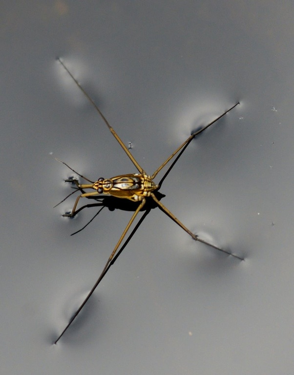 Why are some insects able to walk on water? Quora