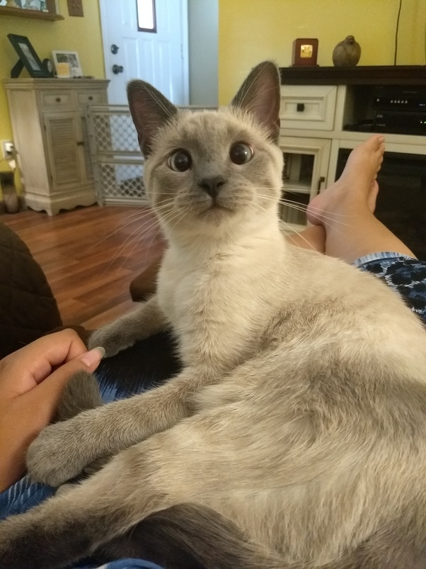 At what age can you declaw a kitten? Quora