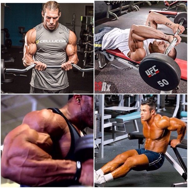 What is a good bicep circuit workout? Quora