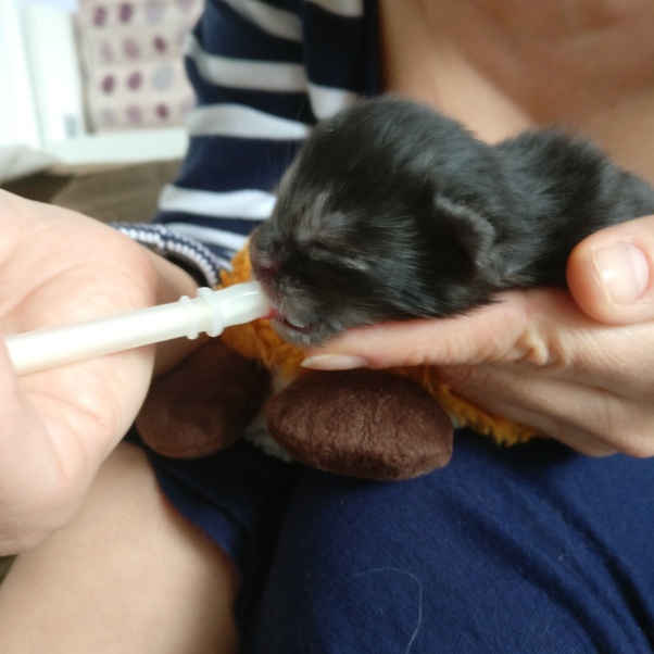 Can an orphaned kitten be fed regular powdered milk? Quora