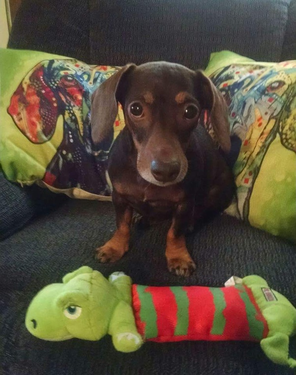 Why does my dog nuzzle her head under my chin (she is a 7lb chihuahua