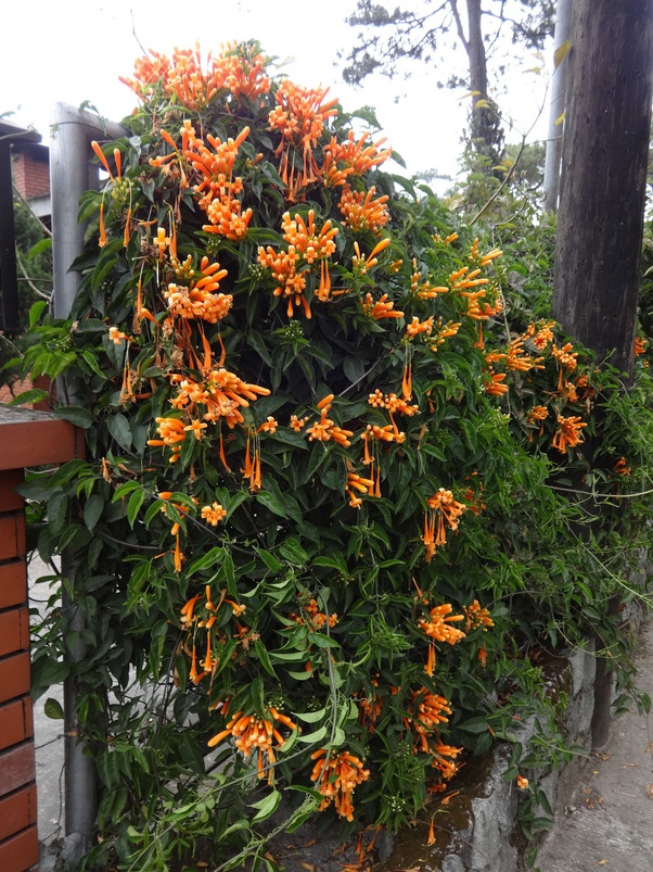 What are some examples of climbing plants and how to care