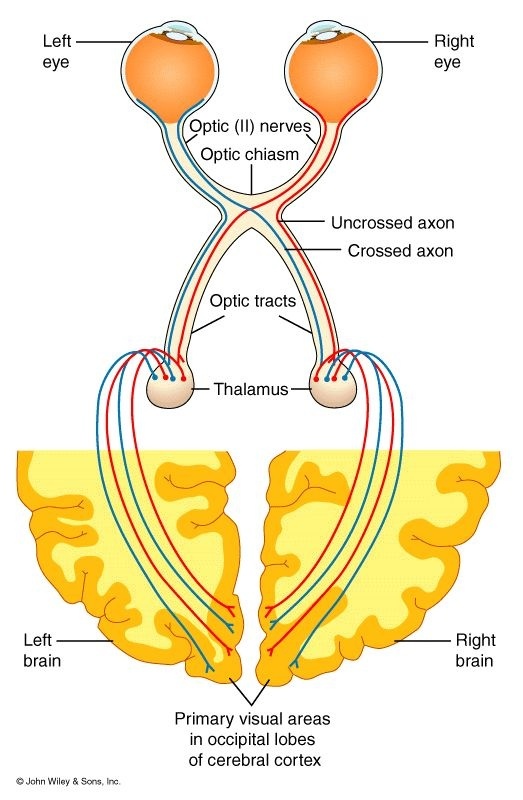 Which side of the brain does the optic nerve connect to, from each eye