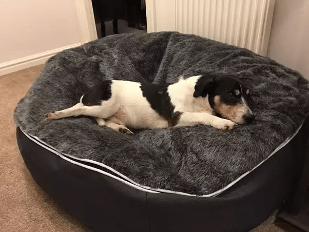 What is the best furniture for dog owners? Quora