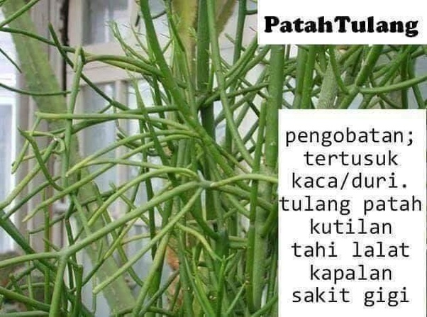Tanamantanaman apa yang wajib atau sebaiknya ada dipekarangan rumah