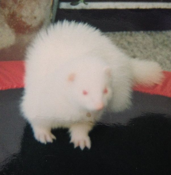 What's it like to have a ferret as a pet? Quora