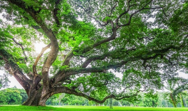 Pohon Ek Atau Oak Banyak Dijumpai Dan Tumbuh Dengan Baik Di Negara