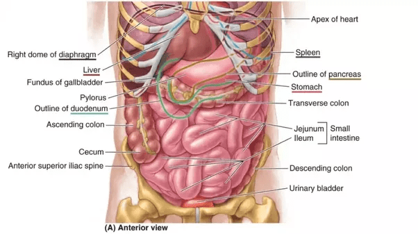 The spleen sits under your rib cage in the upper left part of your abdomen. What is on your left side under your ribs? - Quora