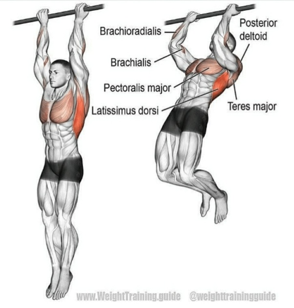 What groups of muscles does a reverse grip pull up work