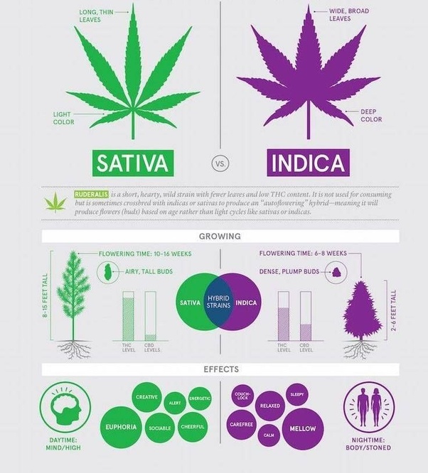 Which strains have more THC, sativa or indica? Quora