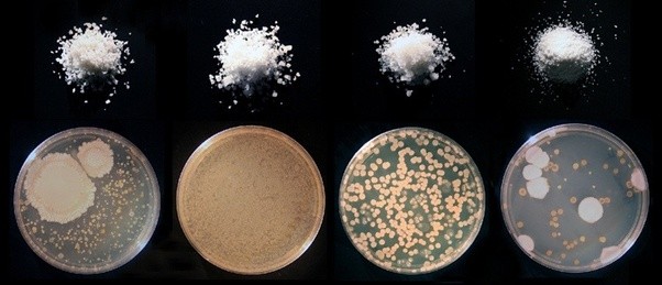 Does salt kill all or even some fermented food bacteria? Quora