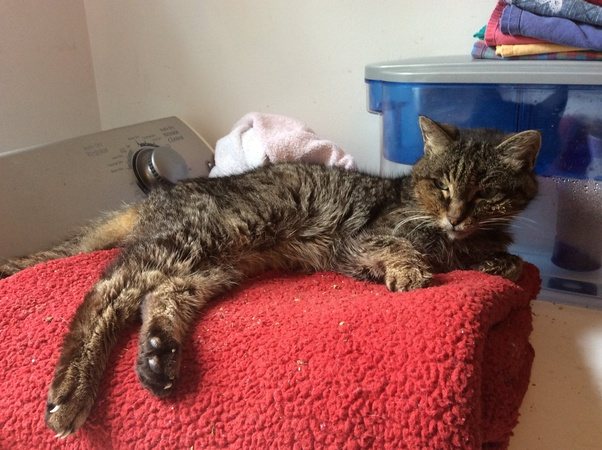 Older Cat Losing Weight Blog Dandk