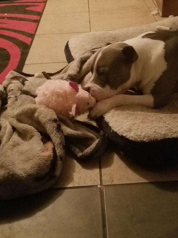 Are there fabric dog toys without squeakers in them that are stronger
