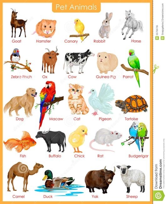 Domestic Animals Chart for Kids with Pictures