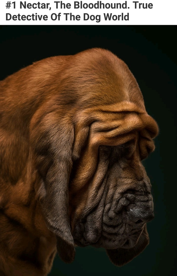 How many breeds of dogs exist? Quora
