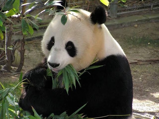 What are some examples of plant eating animals? Quora