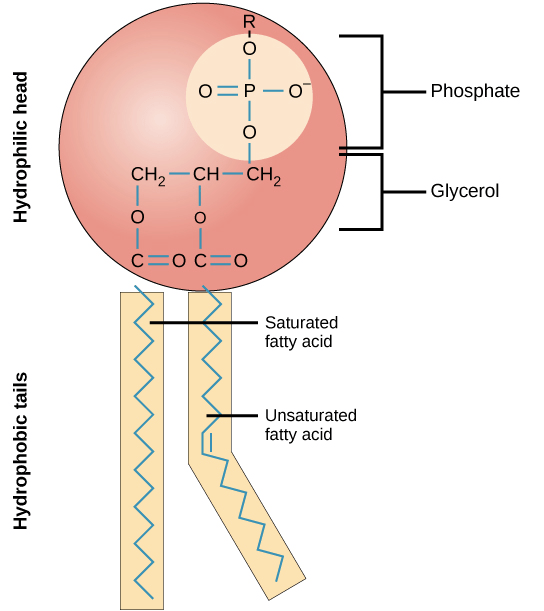 What is the difference between cytoplasm and plasma membrane? Quora