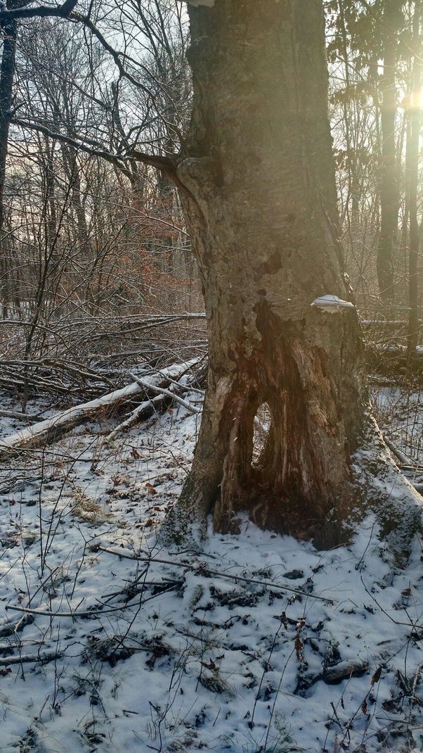 What does the birch tree represent? Quora