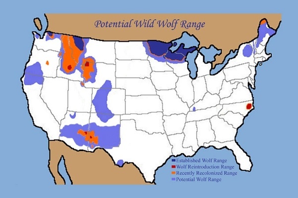 What happened when the wolves were removed from Yosemite Park? Quora