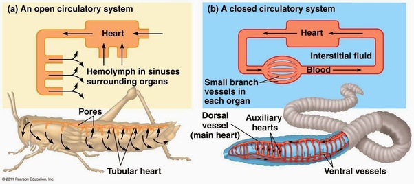 Why is the circulatory system of a called an open type? Quora