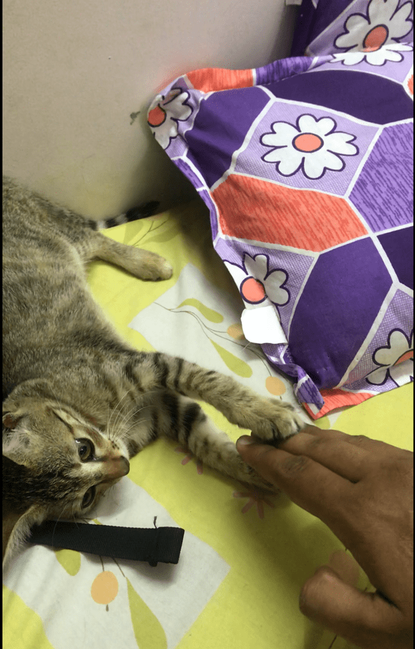 How does a stray cat feel when someone rescues and takes her home? How does her mind explain