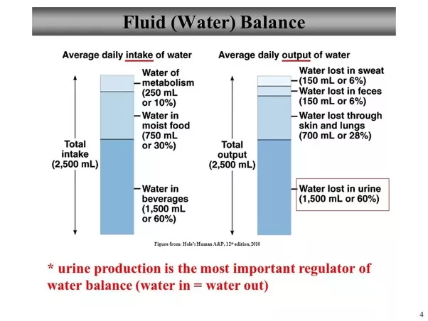 How does drinking water in large quantities make your urine clear? Quora