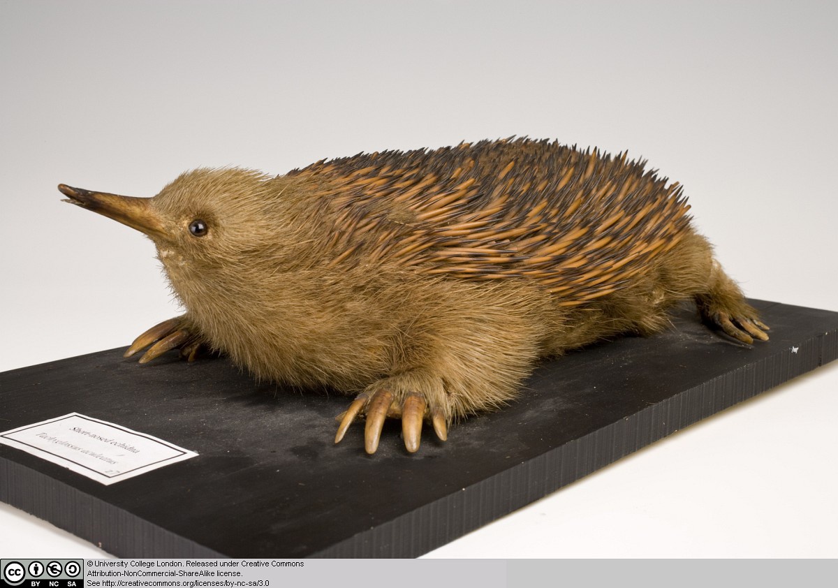 Berapa banyak spesies monotremata yang masih bertahan sampai sekarang? -  Quora