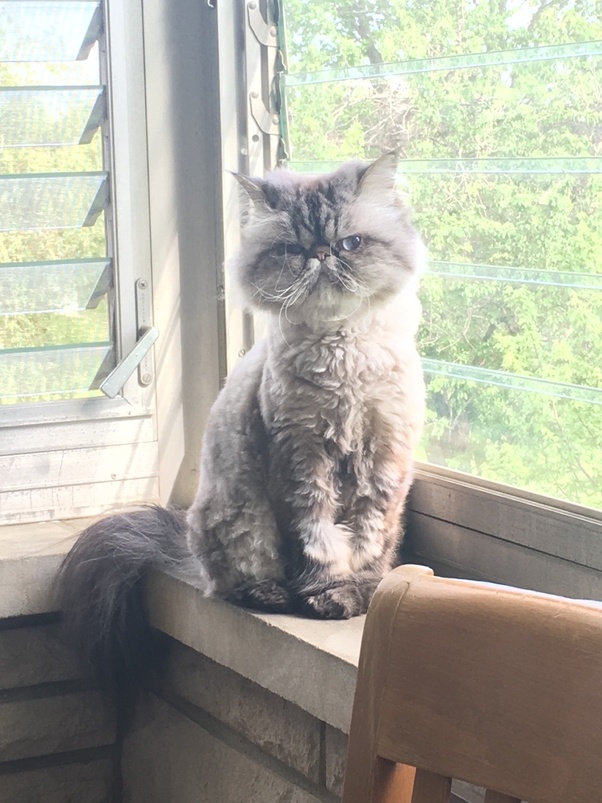 How to care for a long haired tuxedo cat�s hair Quora