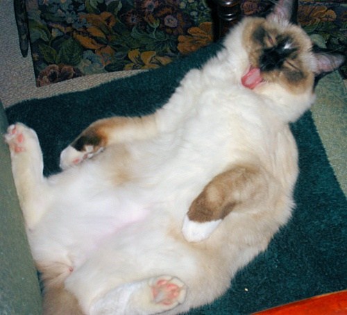 Are Ragdoll cats too docile? Quora