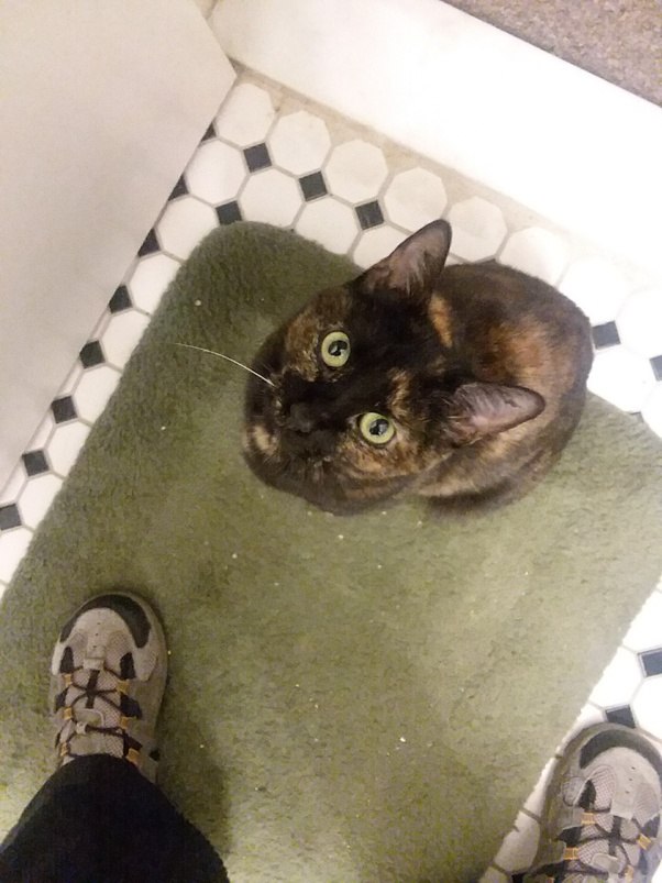 Why do cats have whiskers, do they grow back if they lose