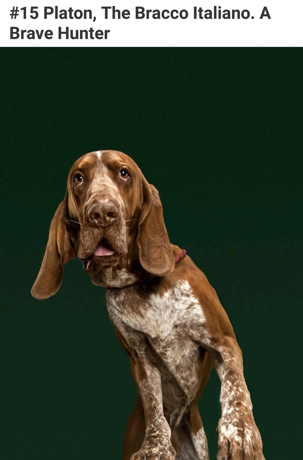 How many breeds of dogs exist? Quora