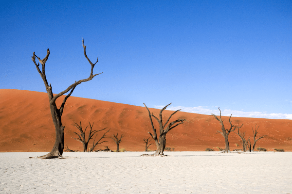 How long will a dead tree remain standing? Quora