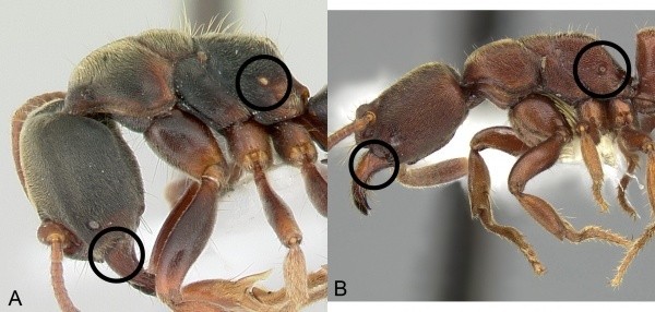 How does an ant breathe? Quora