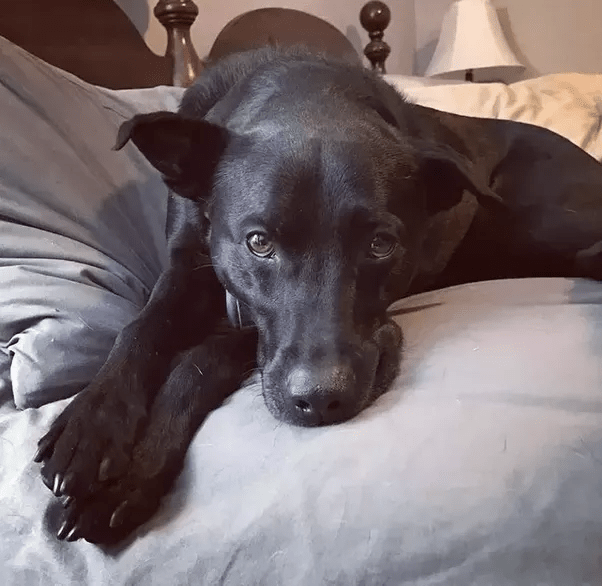 What is the best lowmaintenance and athletic dog for