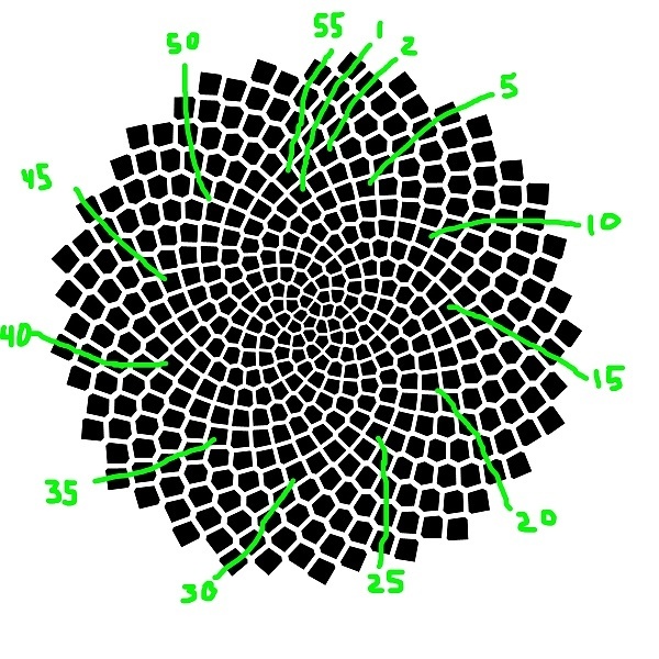 What are the best Fibonacci series example/uses we can see