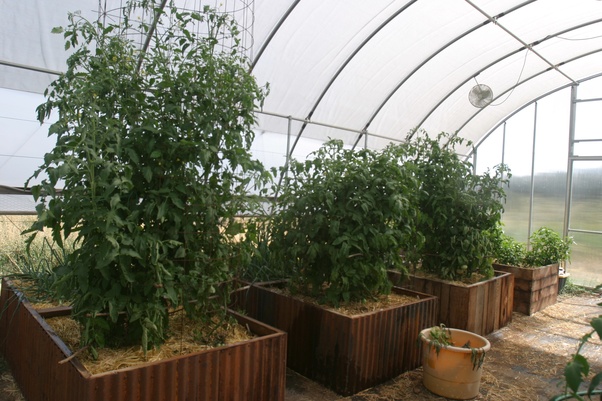 Do tomatoes need direct sunlight? Quora