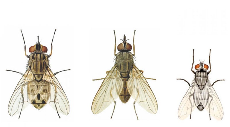 Berapa jumlah kaki pada lalat? - Quora