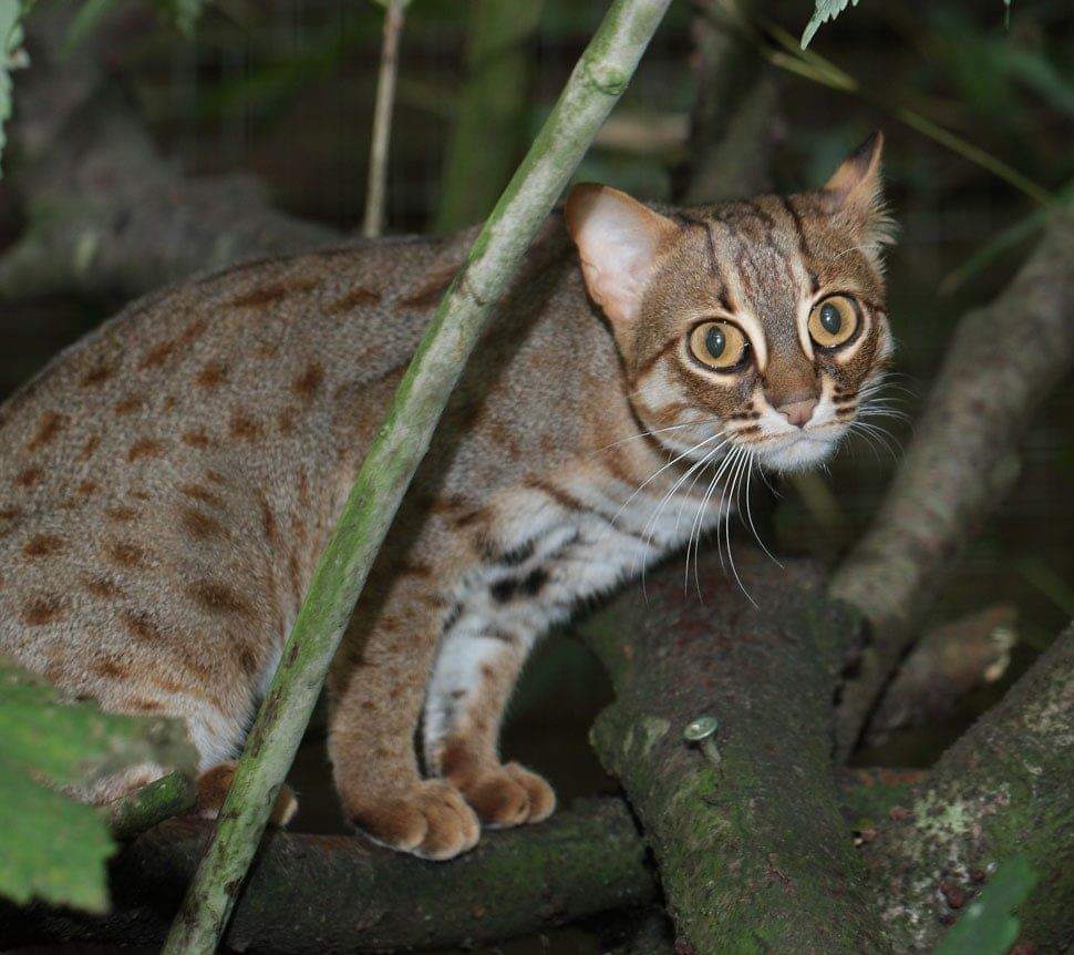Rusty Spotted Cat Pet Price