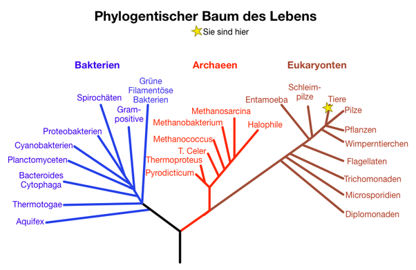 Sind Bakterien Pflanzen oder Tiere? Quora