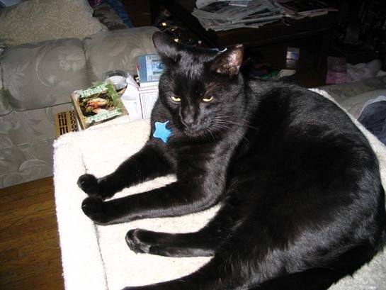 Superstitiously speaking, if a black cat crossing your path means bad