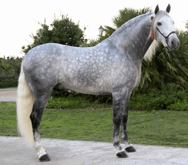 What is a black horse with white mane and tail called? Quora